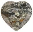 Heart Shaped Fossil Goniatite Dish #61292-1